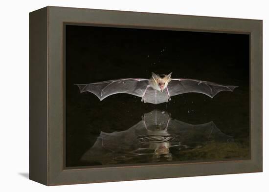 Arizona, Pallid Bat Drinking-Ellen Goff-Framed Premier Image Canvas