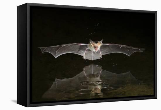Arizona, Pallid Bat Drinking-Ellen Goff-Framed Premier Image Canvas