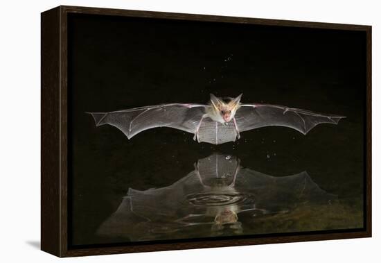 Arizona, Pallid Bat Drinking-Ellen Goff-Framed Premier Image Canvas