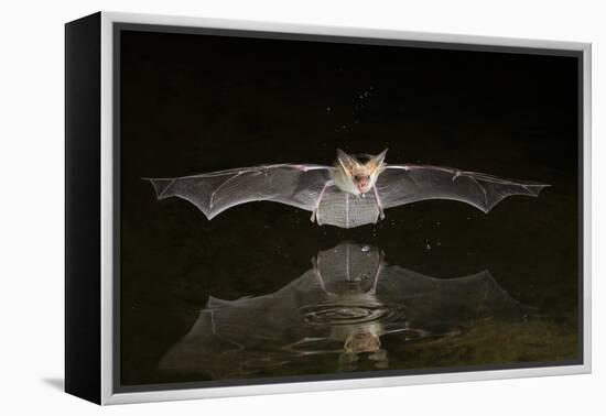 Arizona, Pallid Bat Drinking-Ellen Goff-Framed Premier Image Canvas