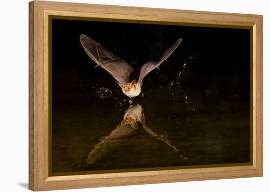 Arizona, Pallid Bat Drinking-Ellen Goff-Framed Premier Image Canvas