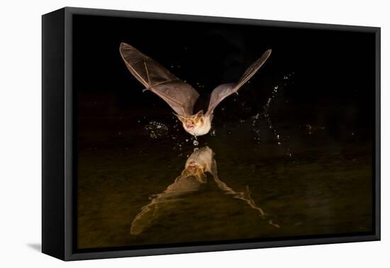 Arizona, Pallid Bat Drinking-Ellen Goff-Framed Premier Image Canvas