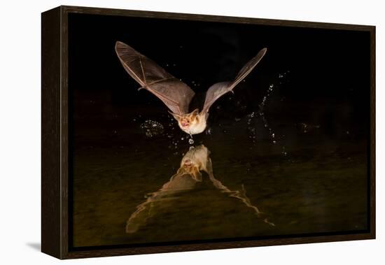 Arizona, Pallid Bat Drinking-Ellen Goff-Framed Premier Image Canvas