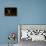 Arizona, Pallid Bat Drinking-Ellen Goff-Framed Premier Image Canvas displayed on a wall