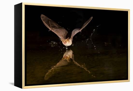 Arizona, Pallid Bat Drinking-Ellen Goff-Framed Premier Image Canvas