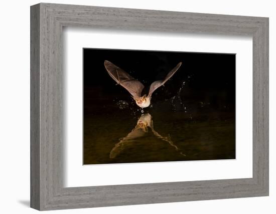 Arizona, Pallid Bat Drinking-Ellen Goff-Framed Photographic Print