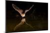 Arizona, Pallid Bat Drinking-Ellen Goff-Mounted Photographic Print