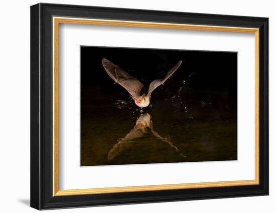 Arizona, Pallid Bat Drinking-Ellen Goff-Framed Photographic Print