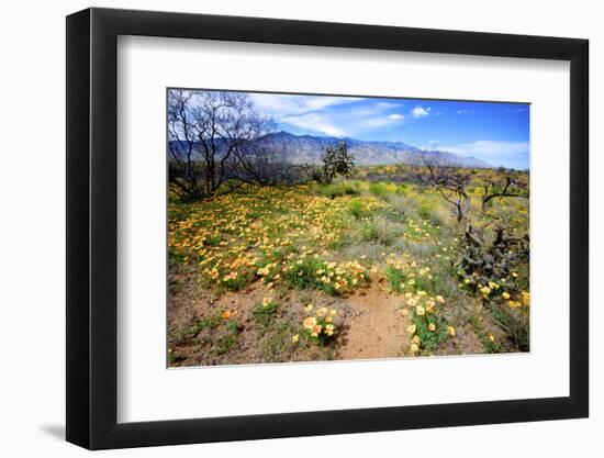 Arizona, Pinaleno Mountains Seen across the Desert Along Highway 191-Richard Wright-Framed Photographic Print