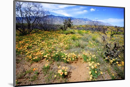 Arizona, Pinaleno Mountains Seen across the Desert Along Highway 191-Richard Wright-Mounted Photographic Print