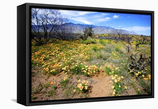 Arizona, Pinaleno Mountains Seen across the Desert Along Highway 191-Richard Wright-Framed Premier Image Canvas