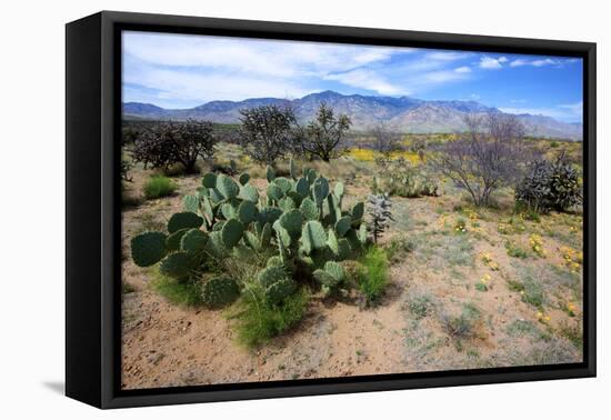 Arizona, Pinaleno Mts Along Hwy 191, with a Field of Mexican Poppies-Richard Wright-Framed Premier Image Canvas