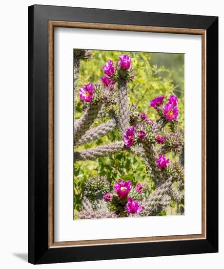 Arizona, Portal. Blooming Cactus-Jaynes Gallery-Framed Photographic Print