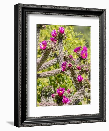 Arizona, Portal. Blooming Cactus-Jaynes Gallery-Framed Photographic Print