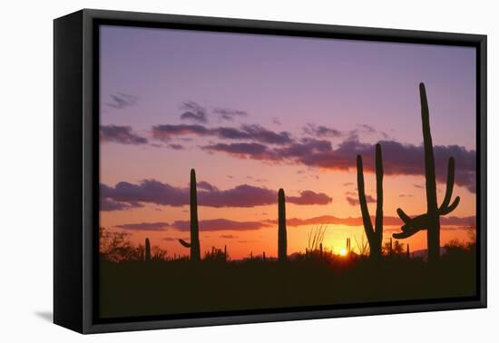 Arizona, Saguaro National Park, Saguaro Cacti are Silhouetted at Sunset in the Tucson Mountains-John Barger-Framed Premier Image Canvas