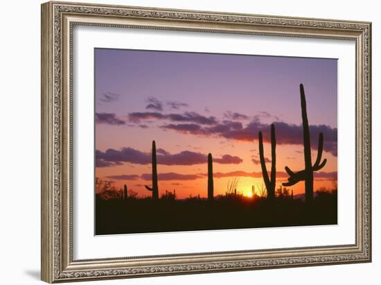 Arizona, Saguaro National Park, Saguaro Cacti are Silhouetted at Sunset in the Tucson Mountains-John Barger-Framed Photographic Print