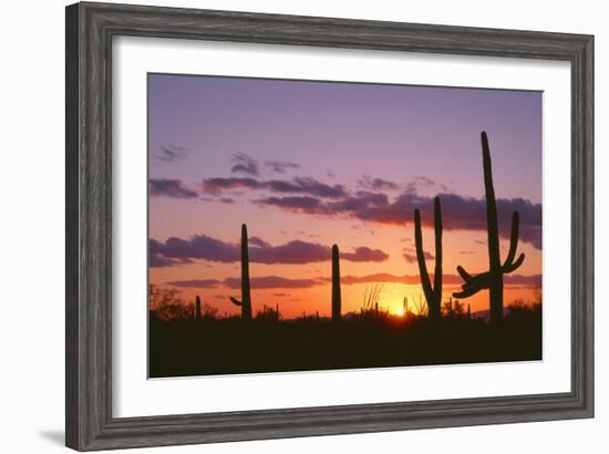 Arizona, Saguaro National Park, Saguaro Cacti are Silhouetted at Sunset in the Tucson Mountains-John Barger-Framed Photographic Print