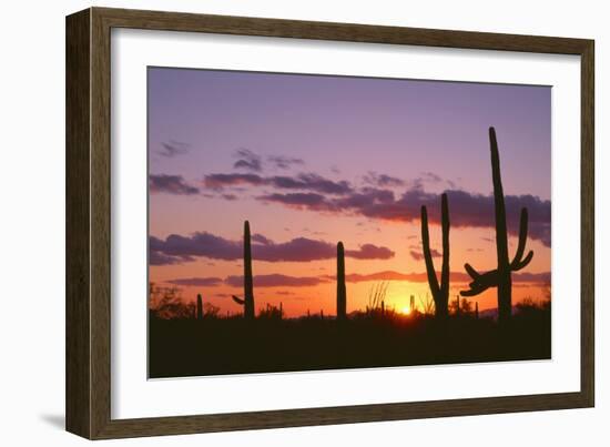 Arizona, Saguaro National Park, Saguaro Cacti are Silhouetted at Sunset in the Tucson Mountains-John Barger-Framed Photographic Print