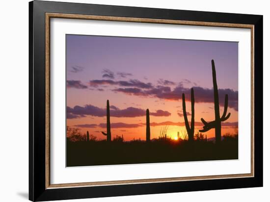 Arizona, Saguaro National Park, Saguaro Cacti are Silhouetted at Sunset in the Tucson Mountains-John Barger-Framed Photographic Print