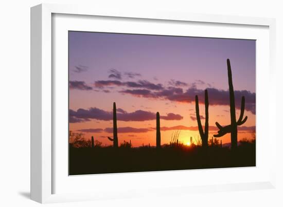 Arizona, Saguaro National Park, Saguaro Cacti are Silhouetted at Sunset in the Tucson Mountains-John Barger-Framed Photographic Print