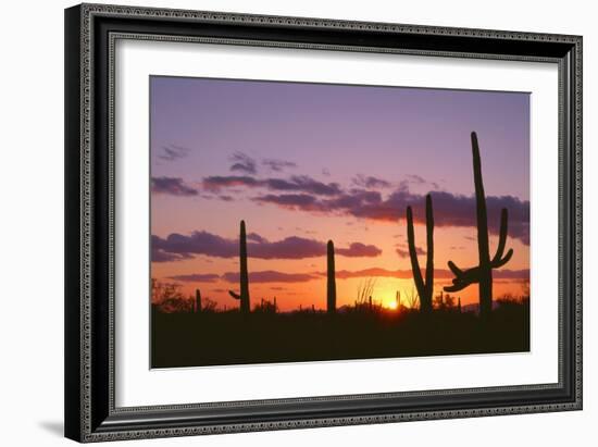 Arizona, Saguaro National Park, Saguaro Cacti are Silhouetted at Sunset in the Tucson Mountains-John Barger-Framed Photographic Print