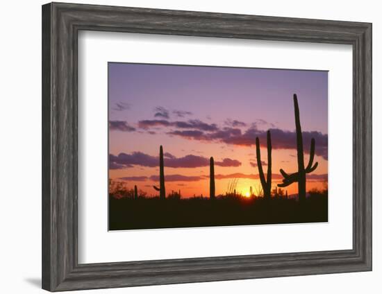 Arizona, Saguaro National Park, Saguaro Cacti are Silhouetted at Sunset in the Tucson Mountains-John Barger-Framed Photographic Print