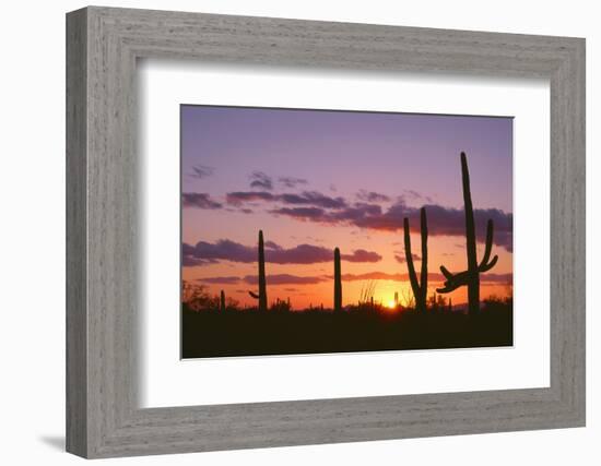 Arizona, Saguaro National Park, Saguaro Cacti are Silhouetted at Sunset in the Tucson Mountains-John Barger-Framed Photographic Print