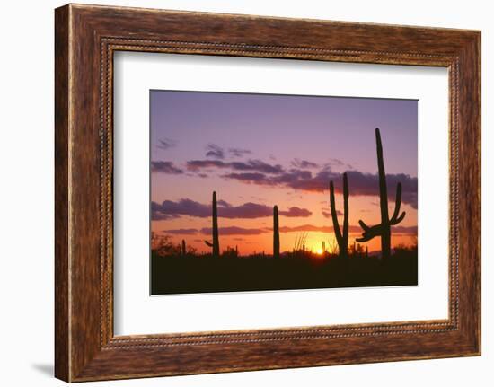 Arizona, Saguaro National Park, Saguaro Cacti are Silhouetted at Sunset in the Tucson Mountains-John Barger-Framed Photographic Print