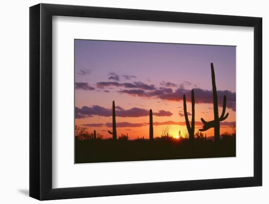 Arizona, Saguaro National Park, Saguaro Cacti are Silhouetted at Sunset in the Tucson Mountains-John Barger-Framed Photographic Print