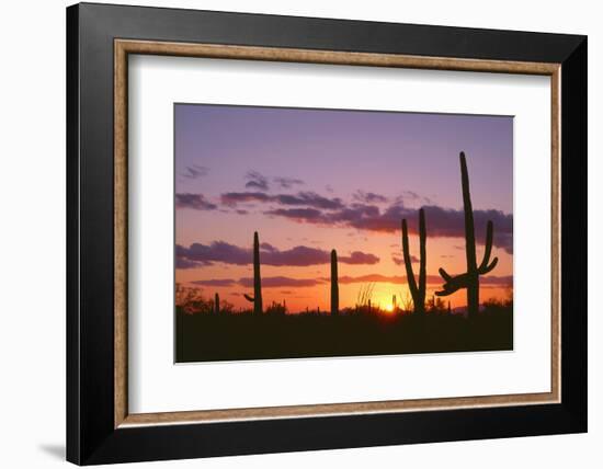 Arizona, Saguaro National Park, Saguaro Cacti are Silhouetted at Sunset in the Tucson Mountains-John Barger-Framed Photographic Print