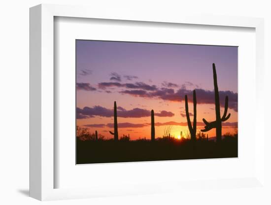 Arizona, Saguaro National Park, Saguaro Cacti are Silhouetted at Sunset in the Tucson Mountains-John Barger-Framed Photographic Print