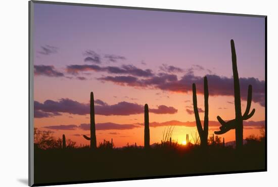 Arizona, Saguaro National Park, Saguaro Cacti are Silhouetted at Sunset in the Tucson Mountains-John Barger-Mounted Photographic Print