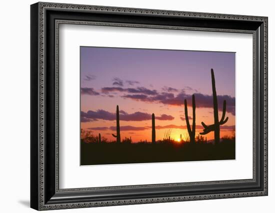 Arizona, Saguaro National Park, Saguaro Cacti are Silhouetted at Sunset in the Tucson Mountains-John Barger-Framed Photographic Print