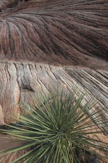 Arizona Sandstone Layers With Yucca At Vermillion Cliffs National Monument Photographic Print Judith Zimmerman Art Com