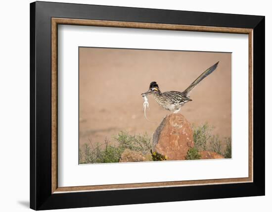 Arizona, Santa Rita Mountains. a Greater Roadrunner on Rock with Prey-Wendy Kaveney-Framed Photographic Print