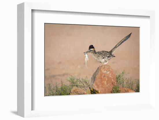 Arizona, Santa Rita Mountains. a Greater Roadrunner on Rock with Prey-Wendy Kaveney-Framed Photographic Print