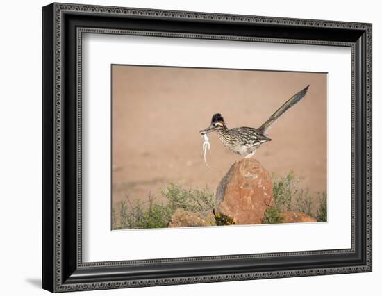 Arizona, Santa Rita Mountains. a Greater Roadrunner on Rock with Prey-Wendy Kaveney-Framed Photographic Print