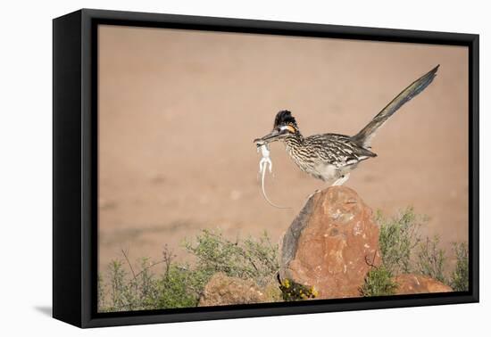 Arizona, Santa Rita Mountains. a Greater Roadrunner on Rock with Prey-Wendy Kaveney-Framed Premier Image Canvas