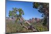 Arizona, Sedona, Red Rock Country, Juniper tree and Cathedral Rock-Jamie & Judy Wild-Mounted Photographic Print