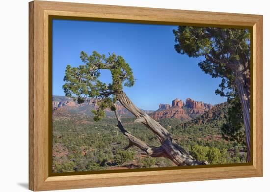 Arizona, Sedona, Red Rock Country, Juniper tree and Cathedral Rock-Jamie & Judy Wild-Framed Premier Image Canvas