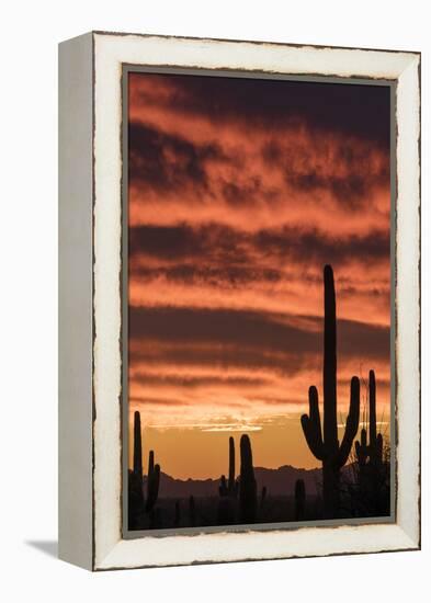 Arizona. Silhouetted saguaro cactus stand against a brilliant sunset sky.-Brenda Tharp-Framed Premier Image Canvas