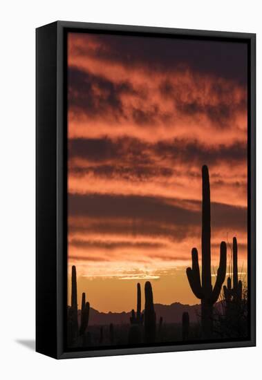 Arizona. Silhouetted saguaro cactus stand against a brilliant sunset sky.-Brenda Tharp-Framed Premier Image Canvas