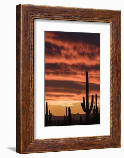 Arizona. Silhouetted saguaro cactus stand against a brilliant sunset sky.-Brenda Tharp-Framed Photographic Print