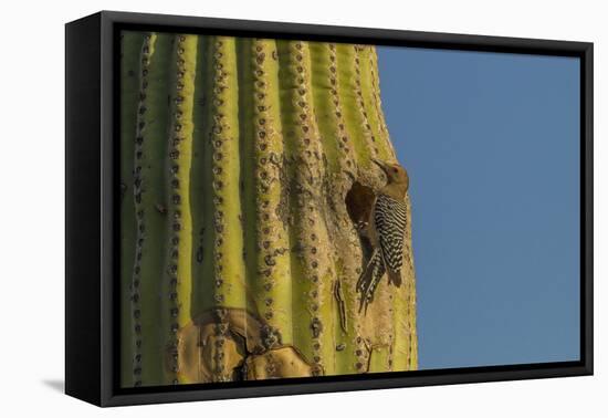 Arizona, Sonoran Desert. Gila Woodpecker at Nest Hole in Saguaro-Cathy & Gordon Illg-Framed Premier Image Canvas