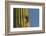 Arizona, Sonoran Desert. Gila Woodpecker at Nest Hole in Saguaro-Cathy & Gordon Illg-Framed Photographic Print