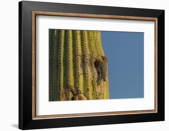 Arizona, Sonoran Desert. Gila Woodpecker at Nest Hole in Saguaro-Cathy & Gordon Illg-Framed Photographic Print