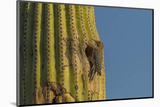 Arizona, Sonoran Desert. Gila Woodpecker at Nest Hole in Saguaro-Cathy & Gordon Illg-Mounted Photographic Print