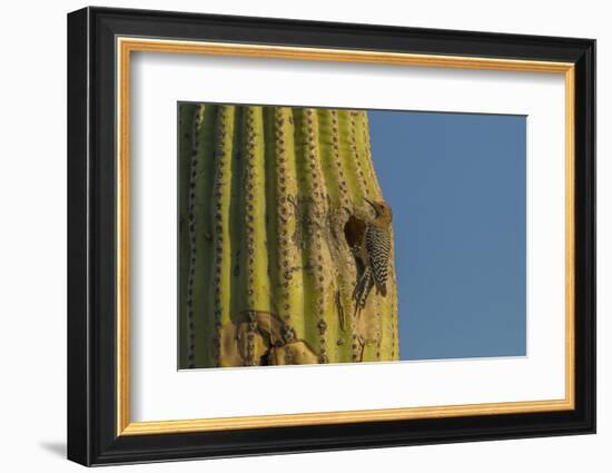 Arizona, Sonoran Desert. Gila Woodpecker at Nest Hole in Saguaro-Cathy & Gordon Illg-Framed Photographic Print