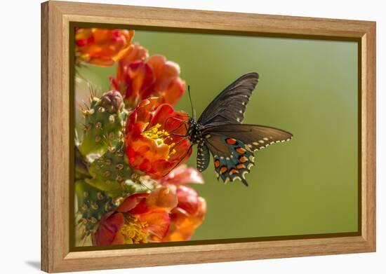 Arizona, Sonoran Desert. Pipevine Swallowtail Butterfly on Blossom-Cathy & Gordon Illg-Framed Premier Image Canvas