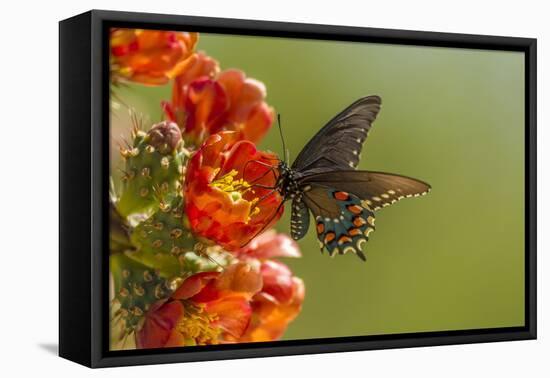 Arizona, Sonoran Desert. Pipevine Swallowtail Butterfly on Blossom-Cathy & Gordon Illg-Framed Premier Image Canvas